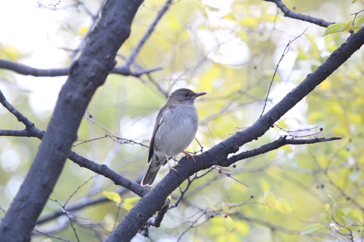 f:id:KEN-S:20191214154046j:plain