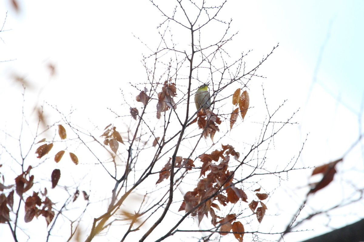 f:id:KEN-S:20191214154059j:plain