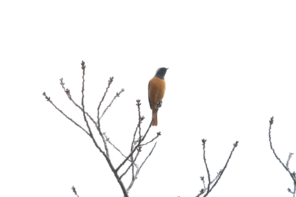 f:id:KEN-S:20191214154557j:plain