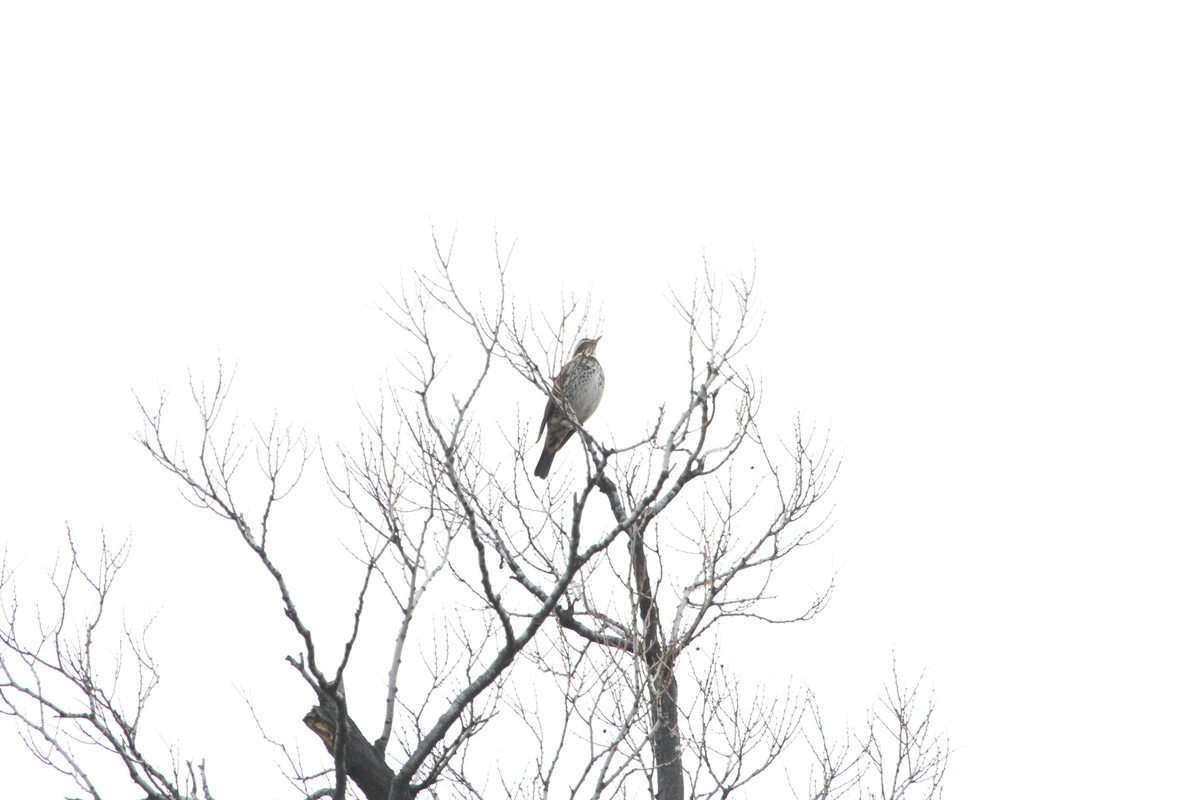 f:id:KEN-S:20191221152440j:plain