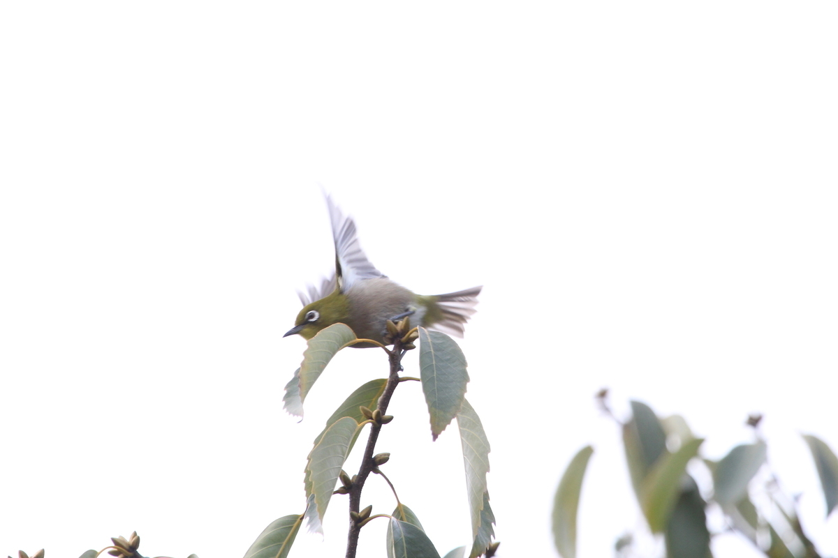 f:id:KEN-S:20191221152544j:plain