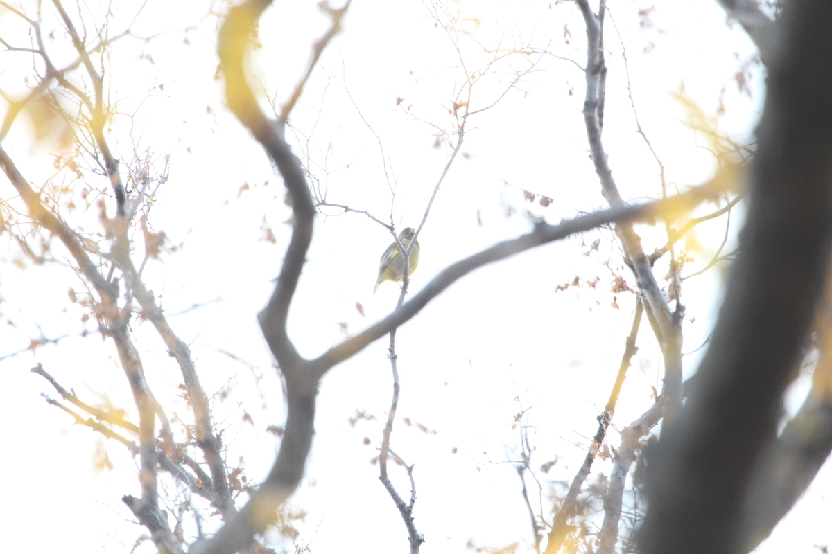 f:id:KEN-S:20191221152600j:plain