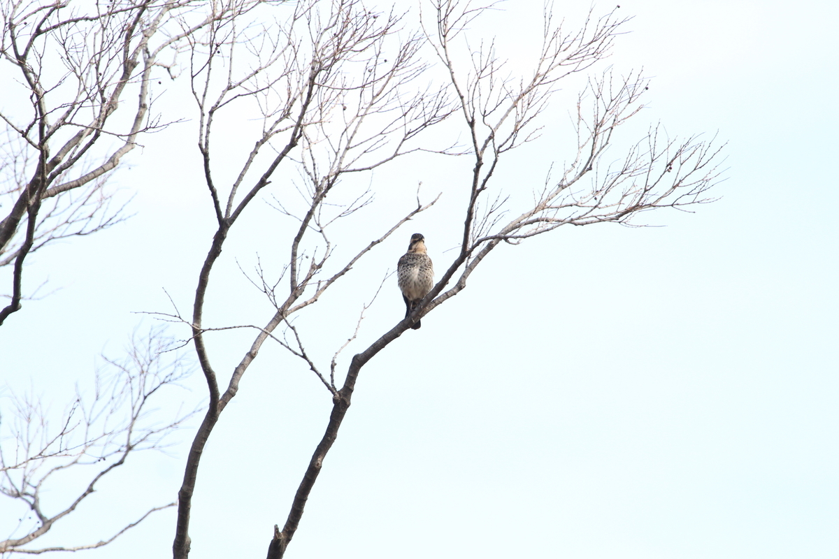 f:id:KEN-S:20191221152706j:plain