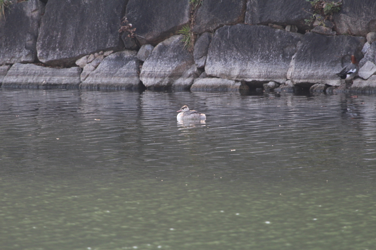 f:id:KEN-S:20200111171120j:plain