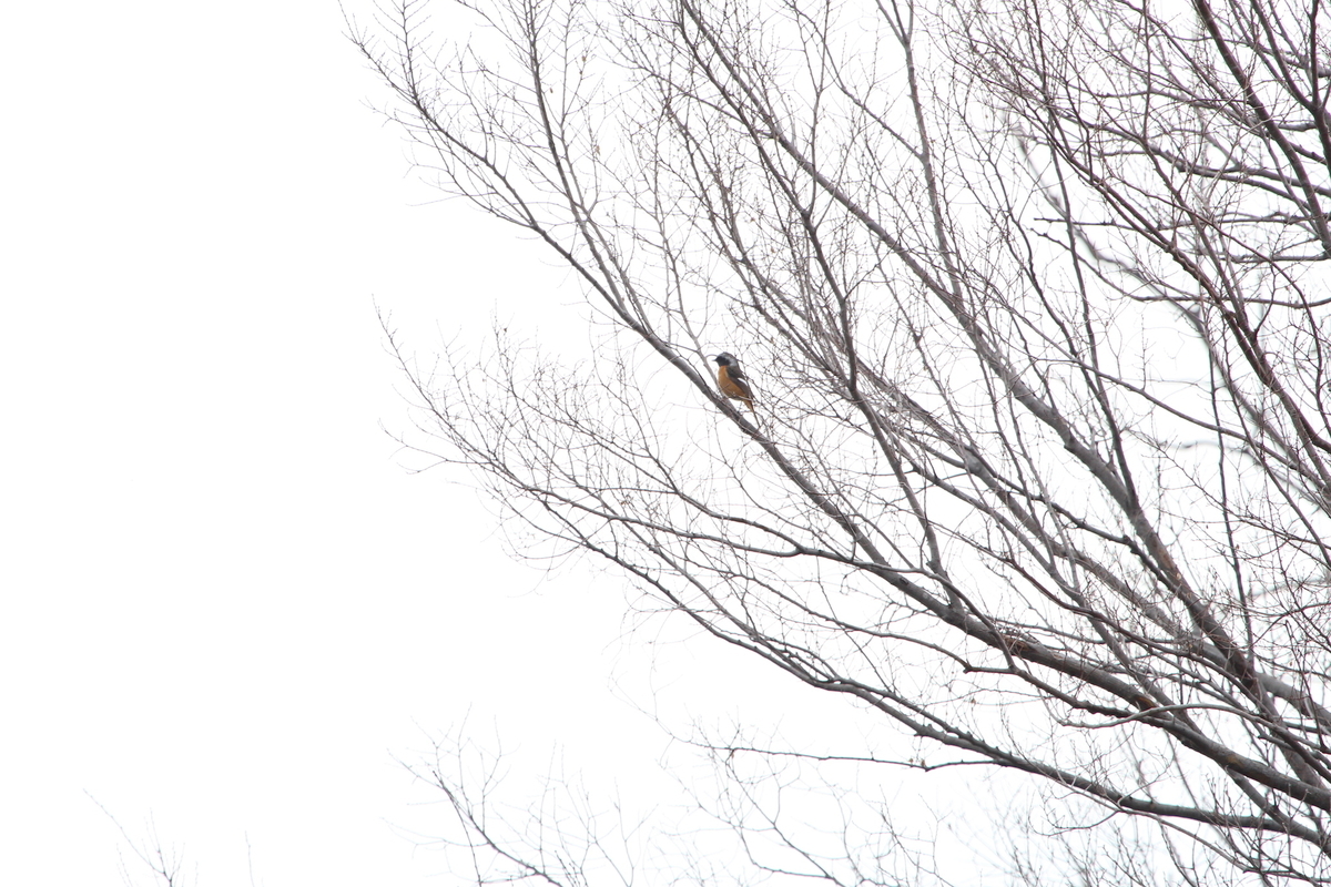 f:id:KEN-S:20200301085902j:plain