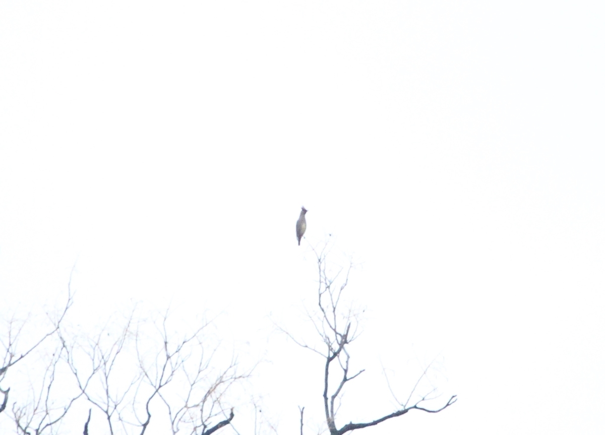 f:id:KEN-S:20200301144848j:plain