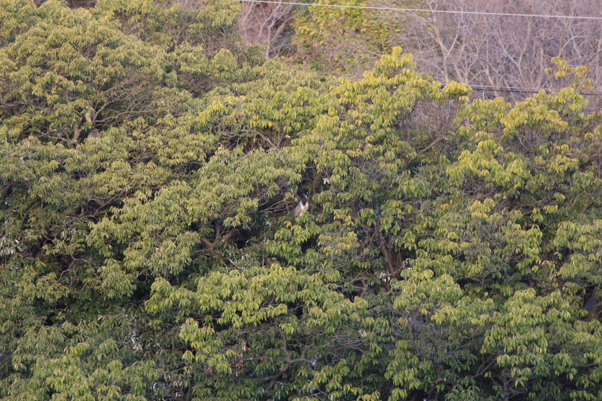 f:id:KEN-S:20200307065632j:plain