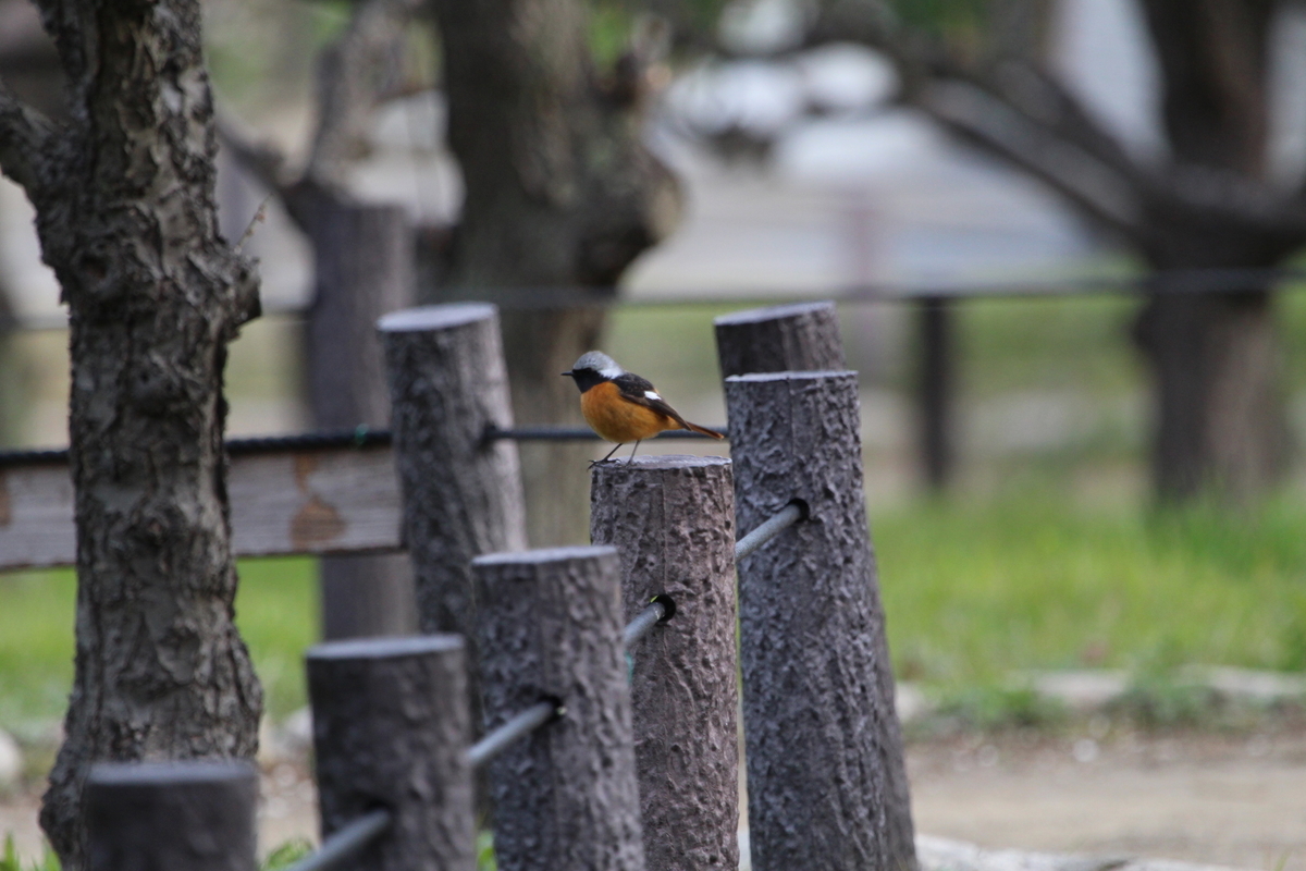 f:id:KEN-S:20200307080132j:plain