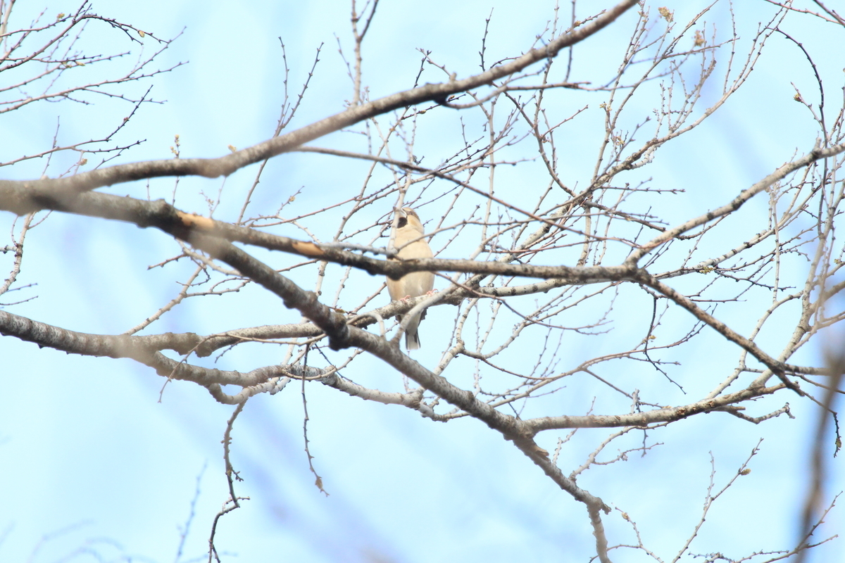 f:id:KEN-S:20200404155854j:plain