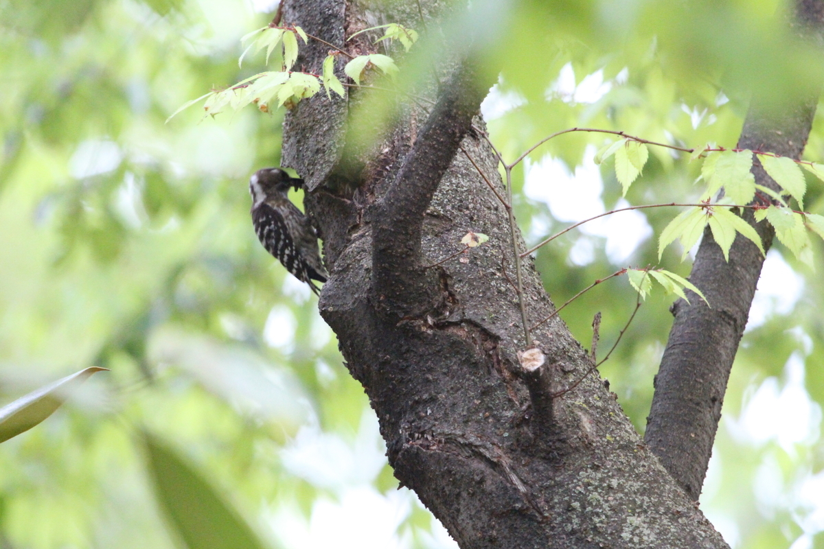 f:id:KEN-S:20200521232318j:plain