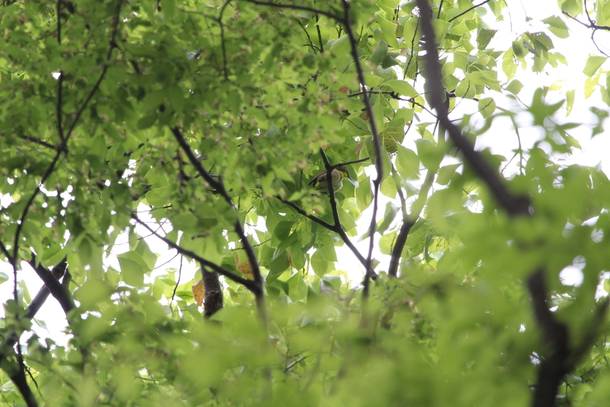 f:id:KEN-S:20200521232712j:plain