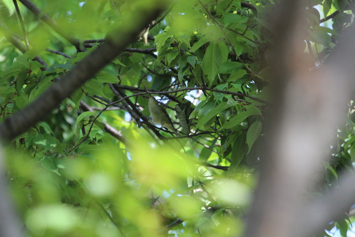 f:id:KEN-S:20200530143055j:plain