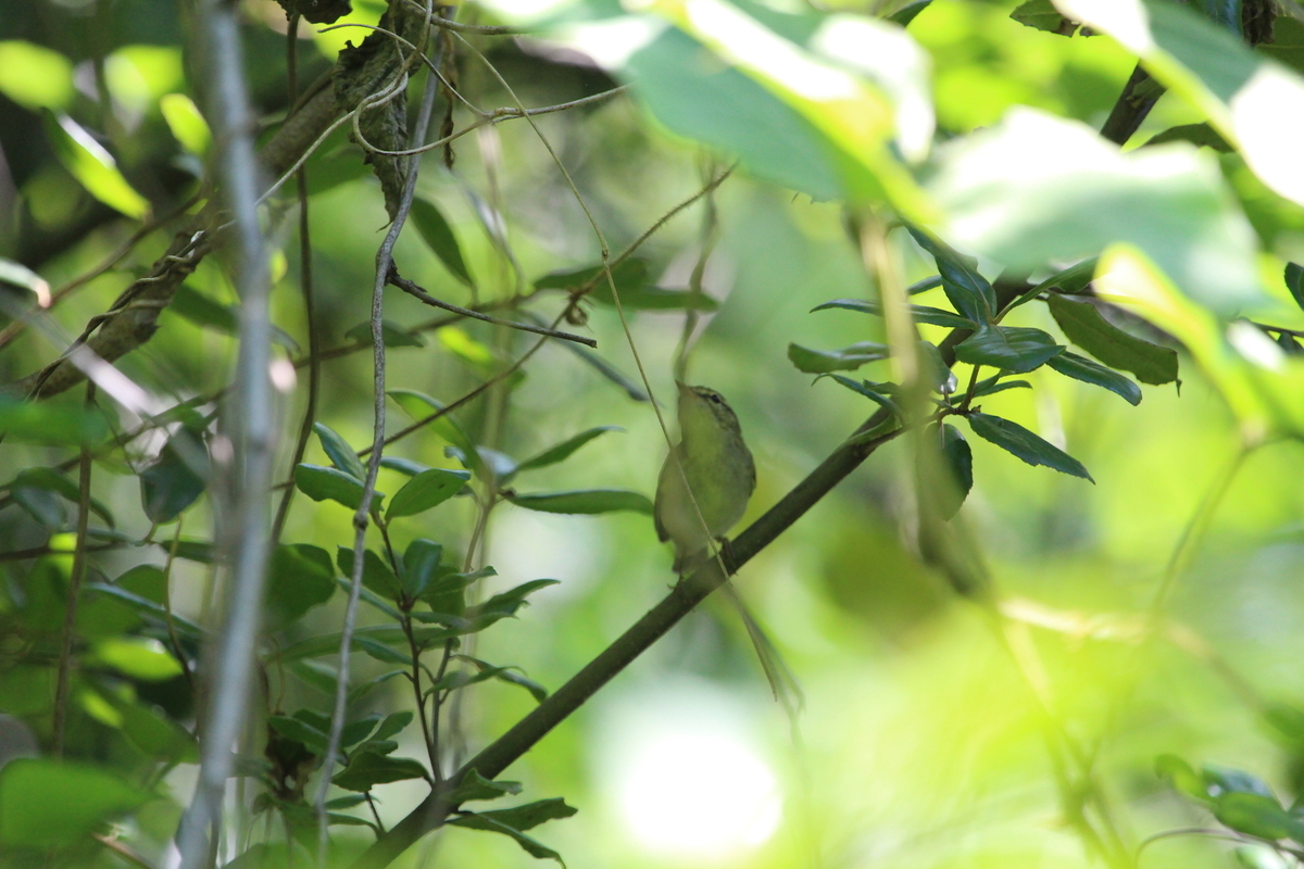 f:id:KEN-S:20200530143120j:plain