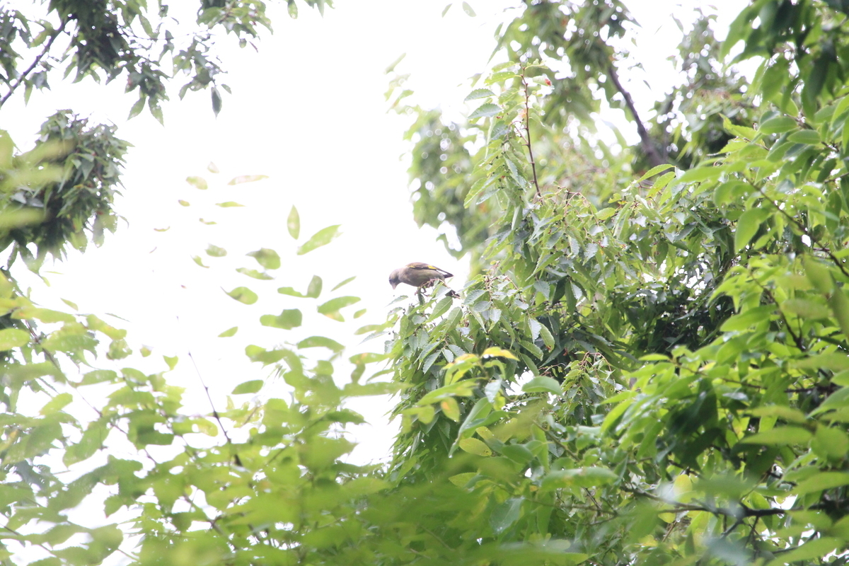 f:id:KEN-S:20200718121013j:plain
