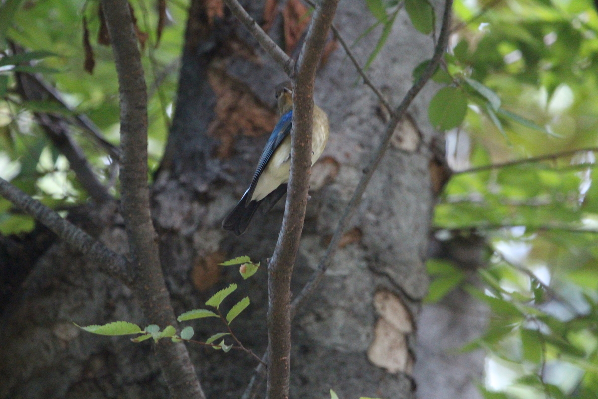 f:id:KEN-S:20201003172945j:plain