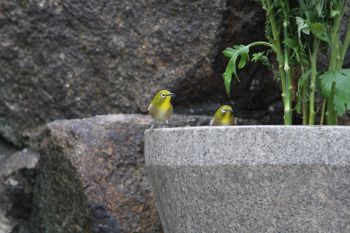 f:id:KEN-S:20201003173534j:plain