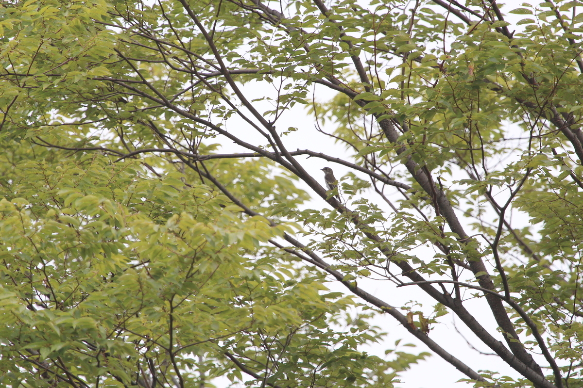 f:id:KEN-S:20201003173543j:plain