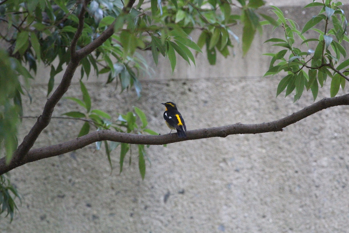 f:id:KEN-S:20201011160522j:plain