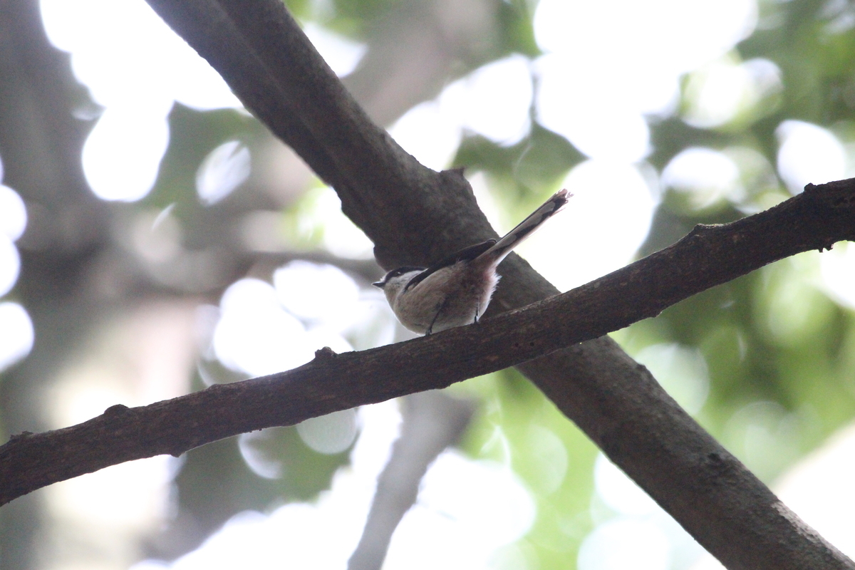 f:id:KEN-S:20201011160700j:plain