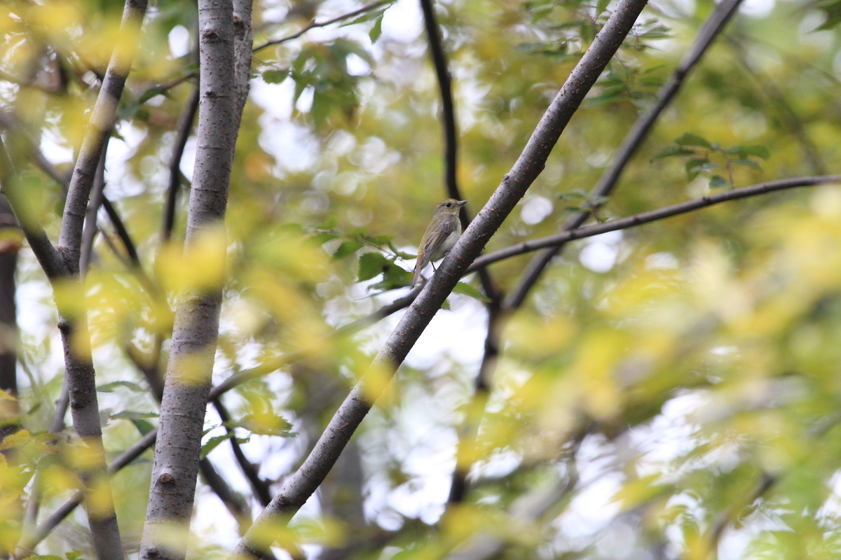 f:id:KEN-S:20201011160759j:plain