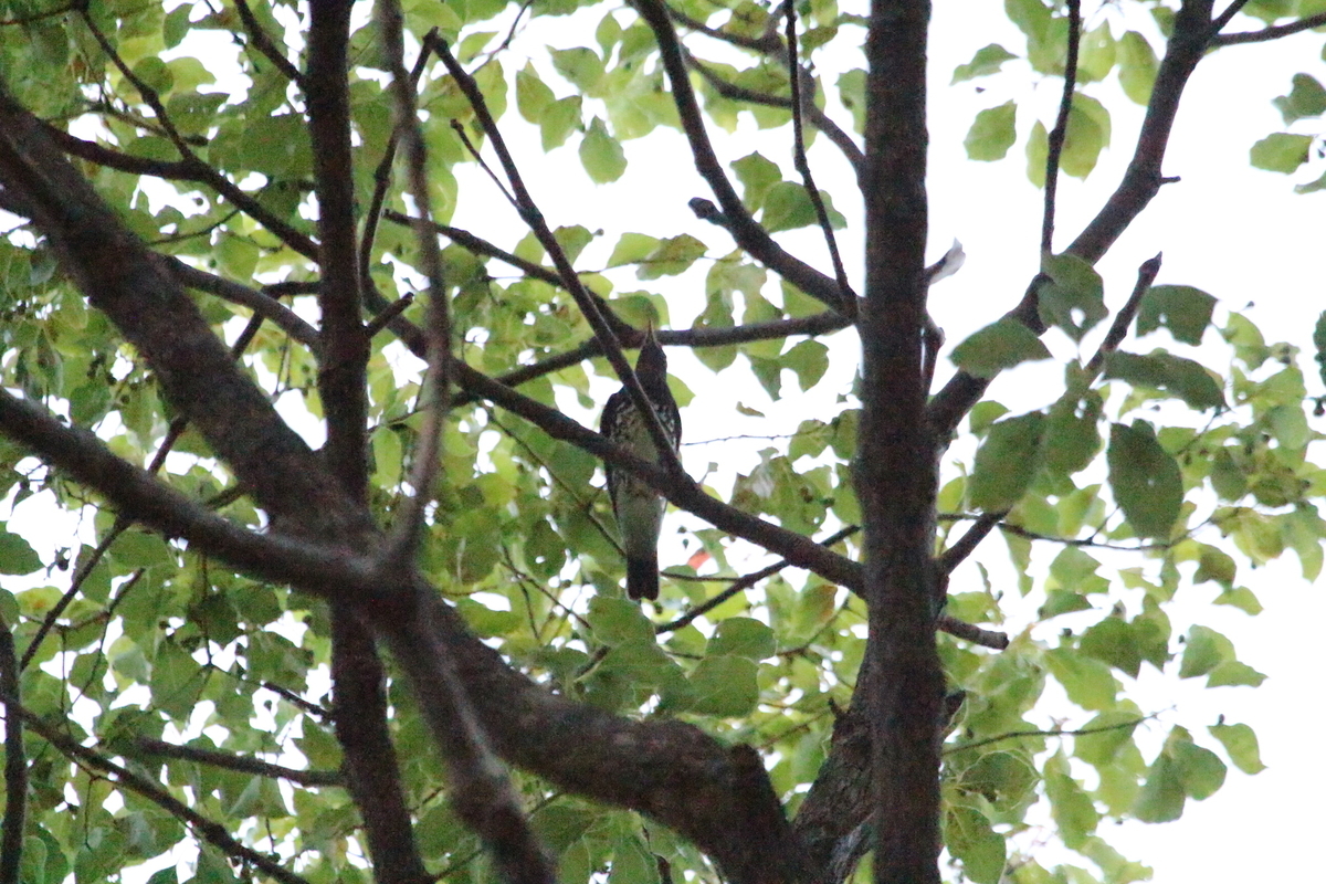 f:id:KEN-S:20201024163044j:plain