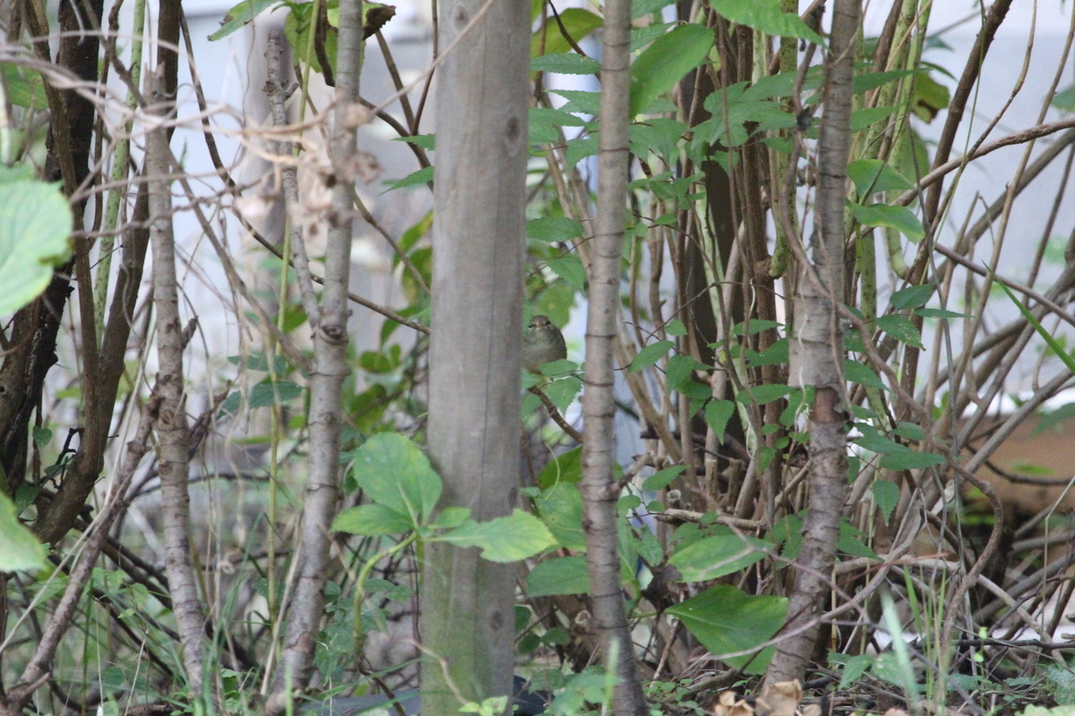 f:id:KEN-S:20201024163537j:plain