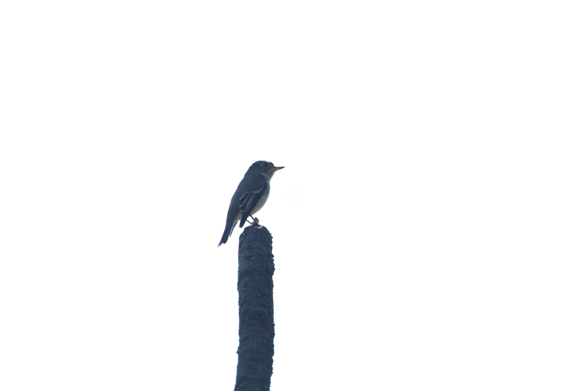 f:id:KEN-S:20201024163640j:plain