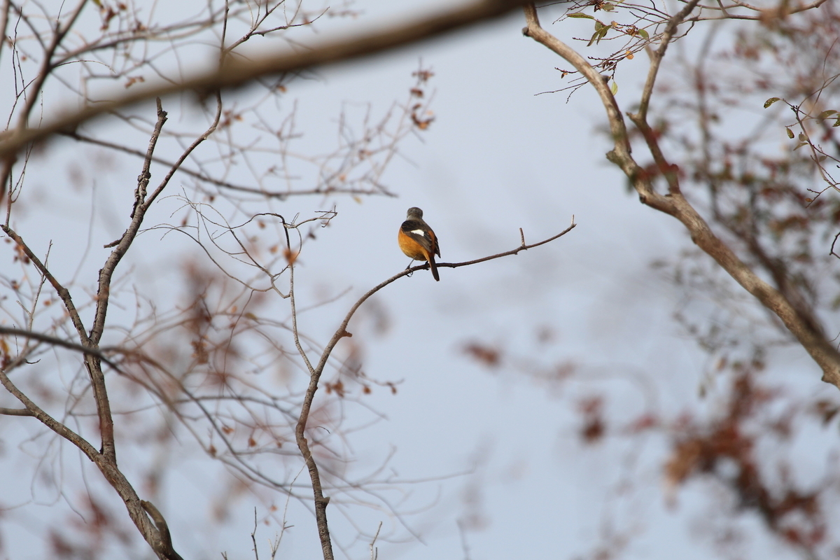 f:id:KEN-S:20201122162704j:plain