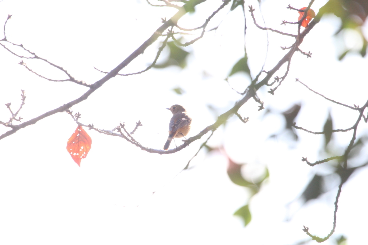 f:id:KEN-S:20201122162838j:plain