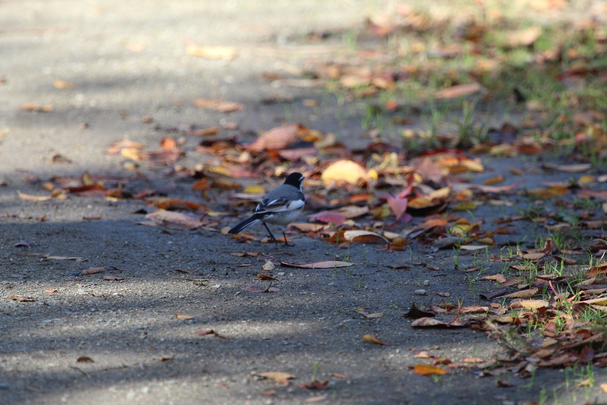 f:id:KEN-S:20201122162858j:plain