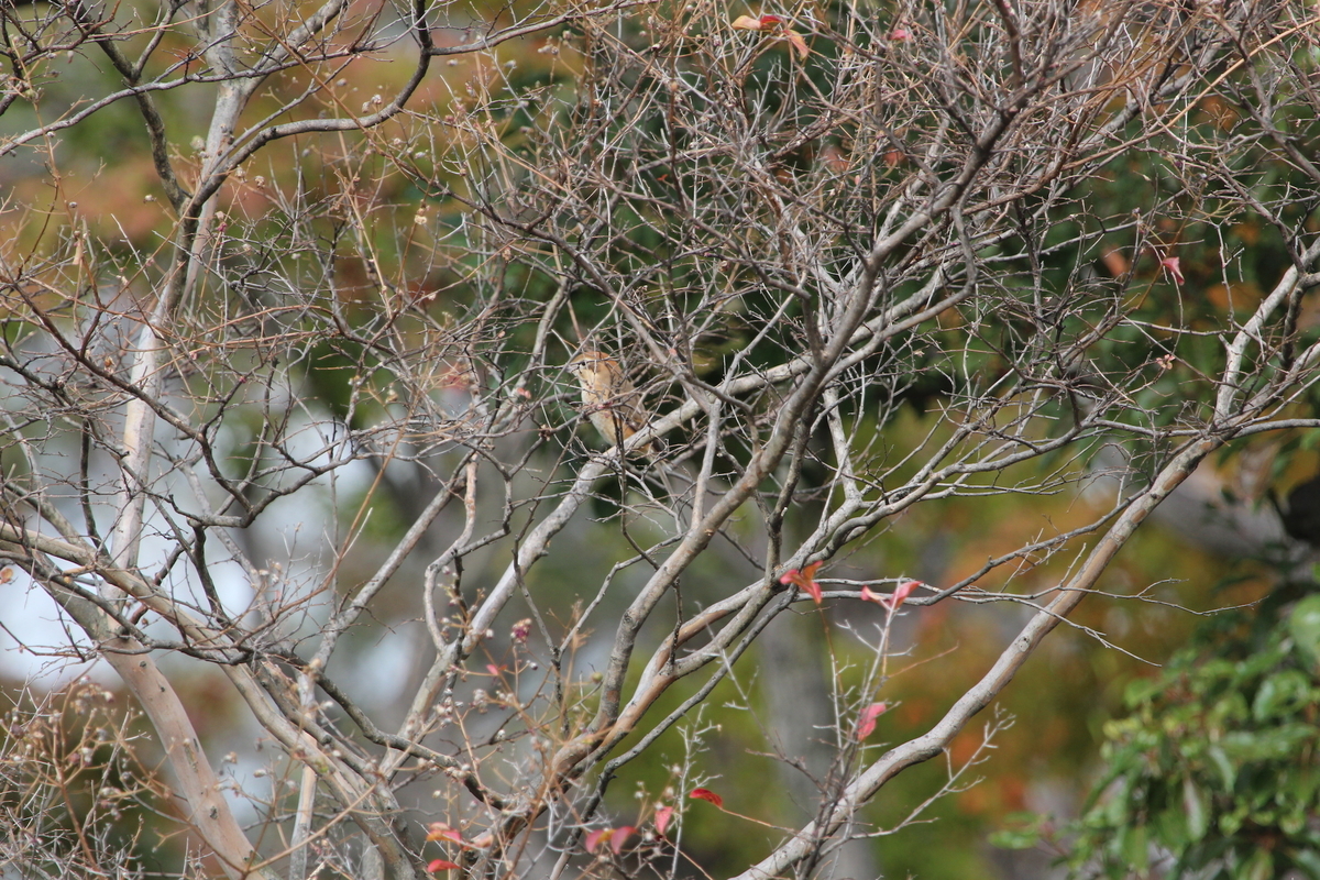 f:id:KEN-S:20201122163059j:plain