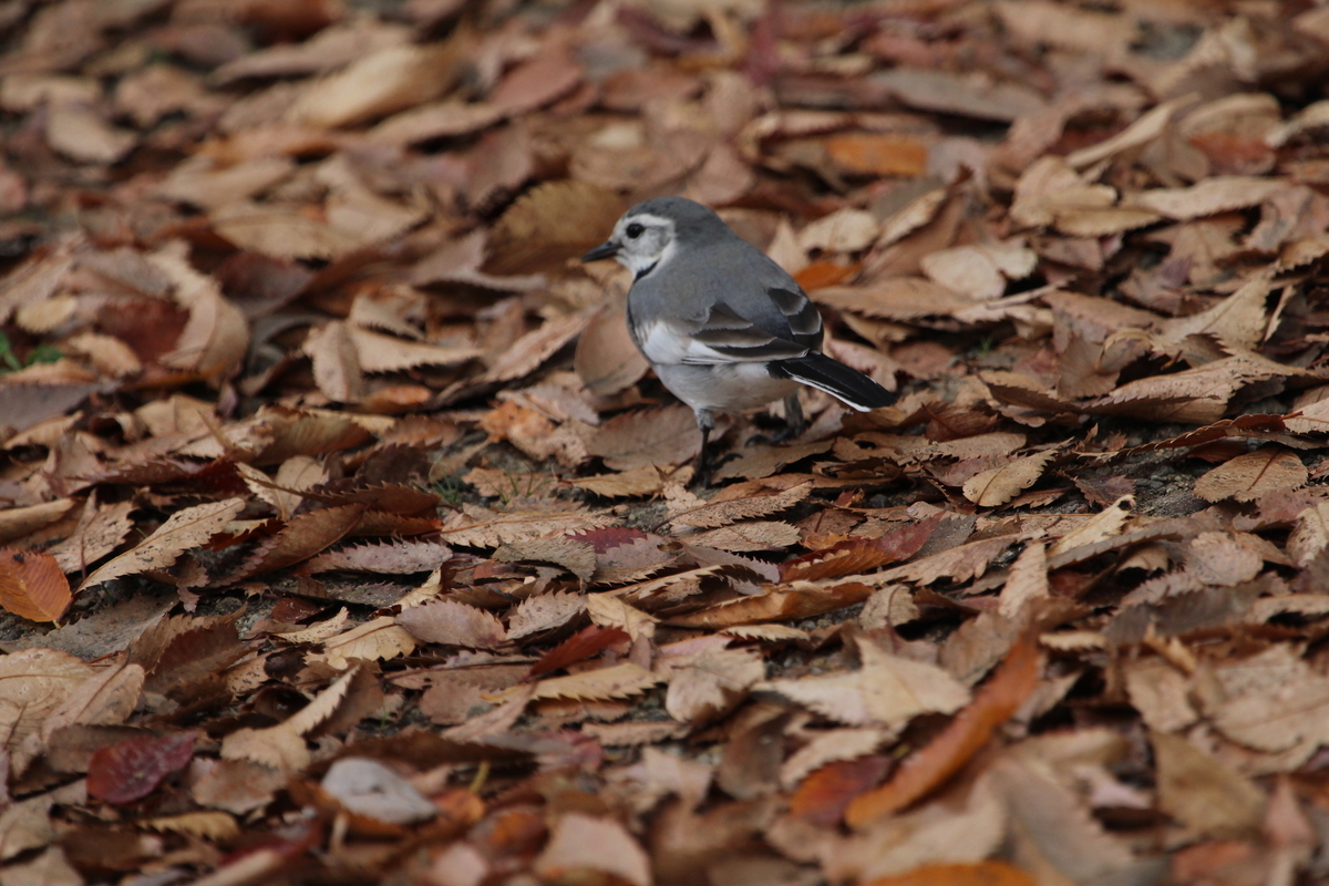 f:id:KEN-S:20201122163112j:plain