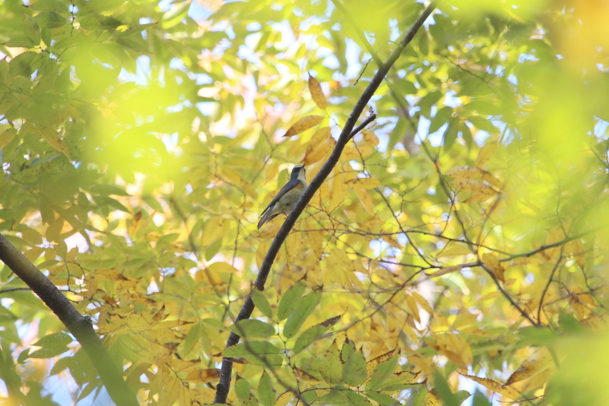 f:id:KEN-S:20201122163407j:plain
