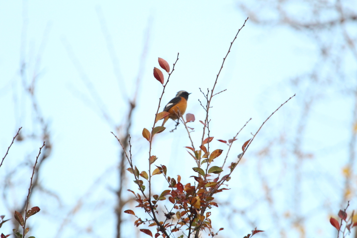 f:id:KEN-S:20201128160839j:plain