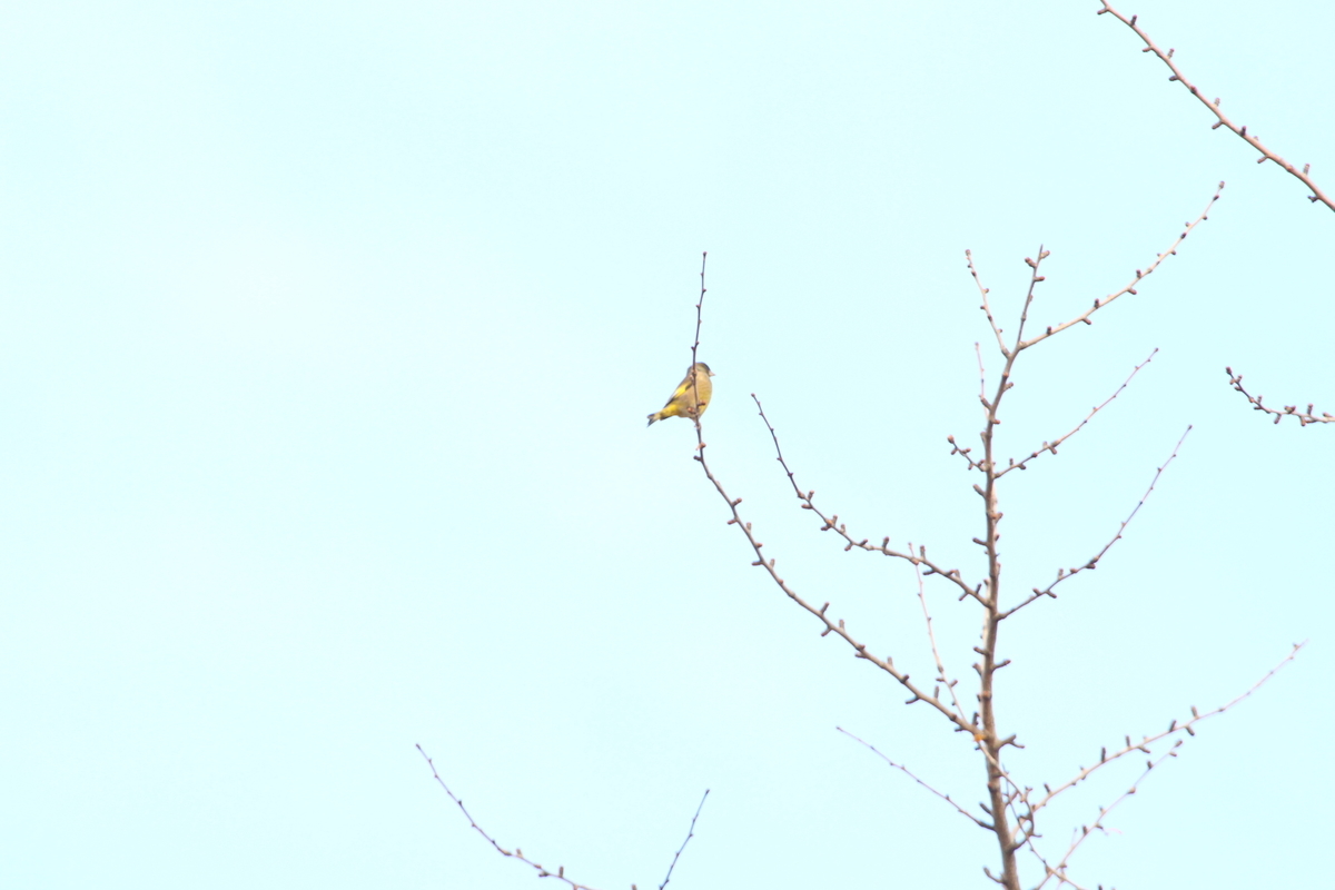 f:id:KEN-S:20201128160906j:plain