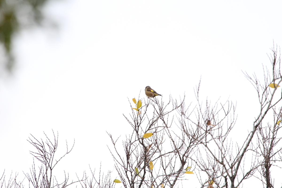 f:id:KEN-S:20201128160944j:plain