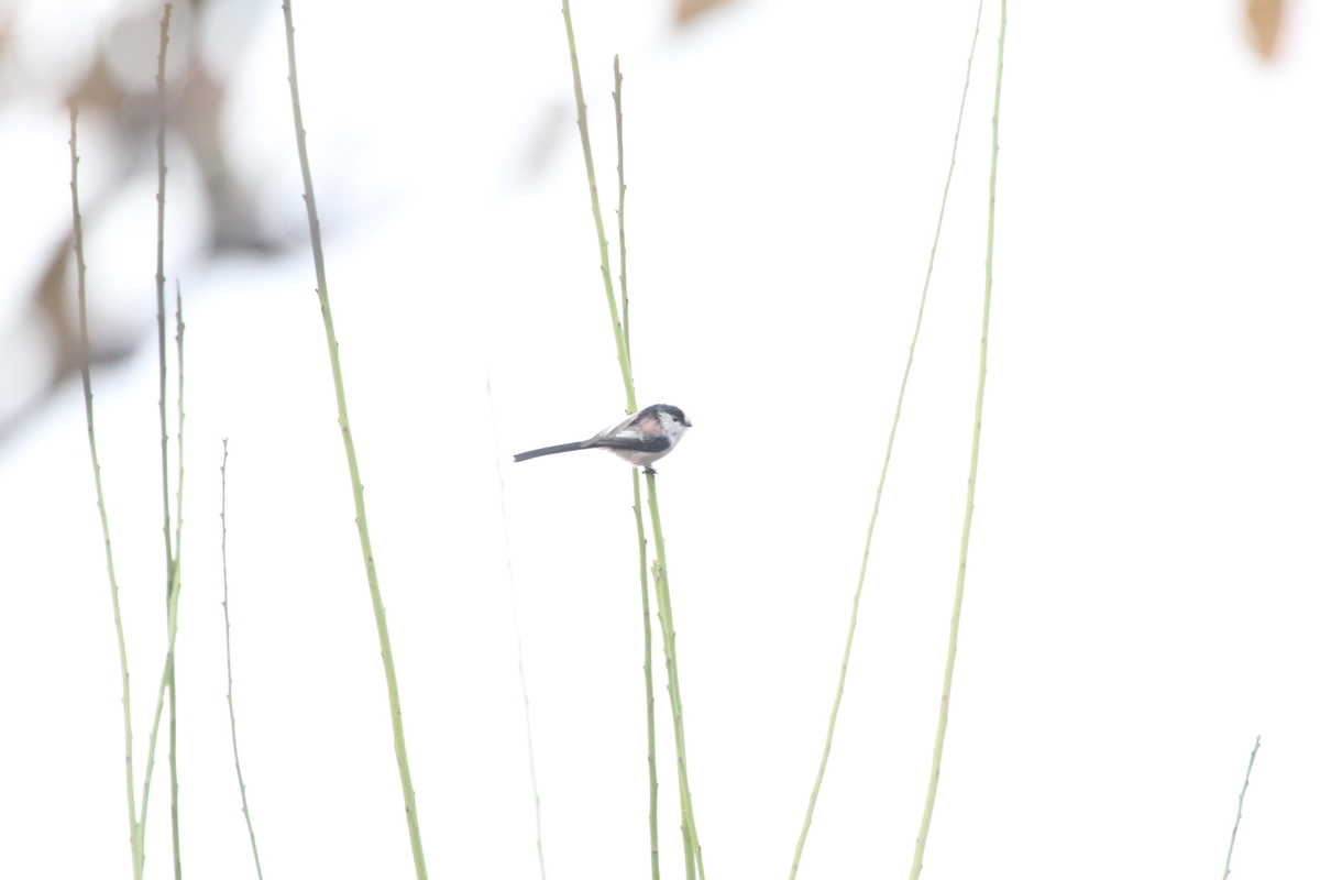 f:id:KEN-S:20201128161016j:plain