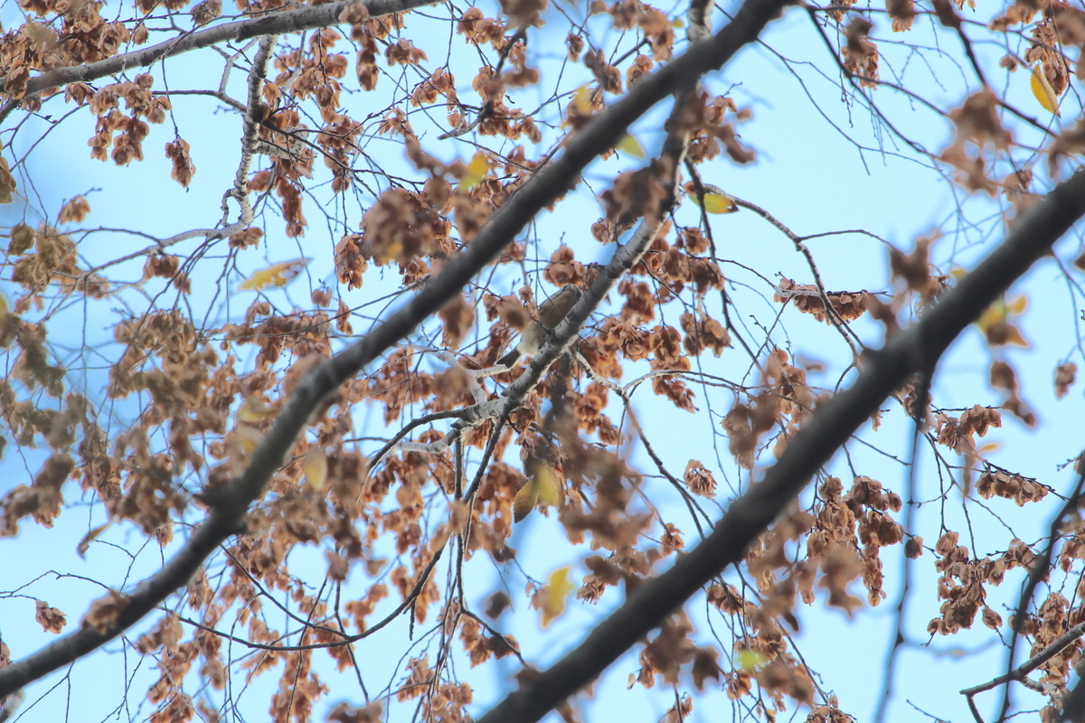 f:id:KEN-S:20201128161036j:plain
