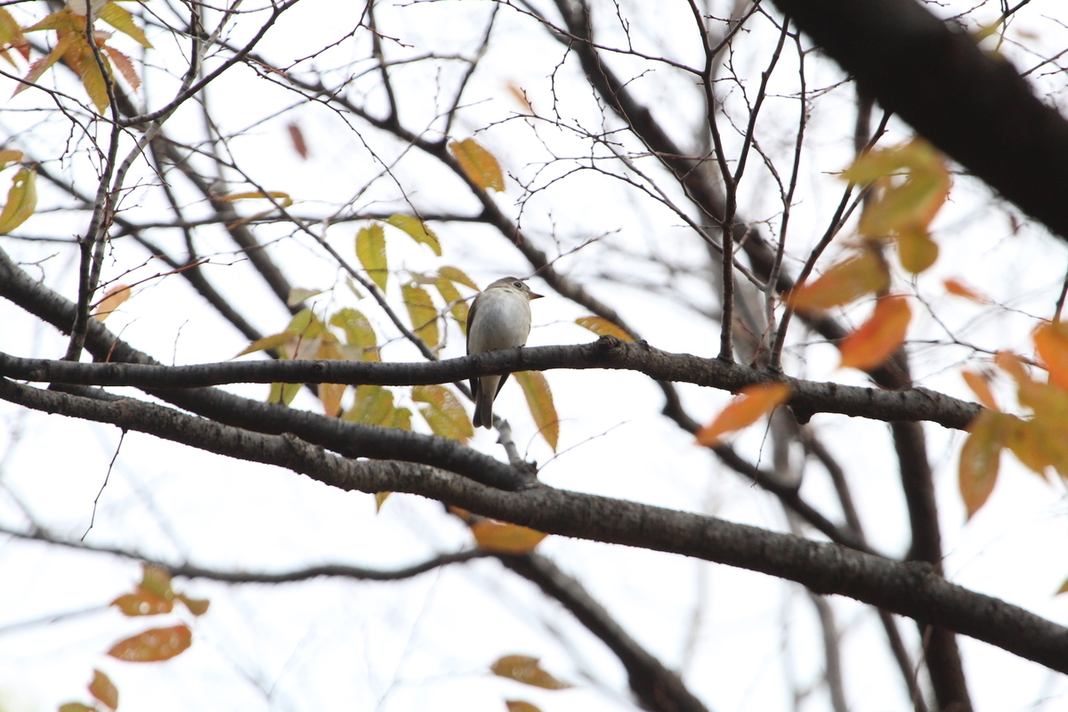 f:id:KEN-S:20201128161109j:plain
