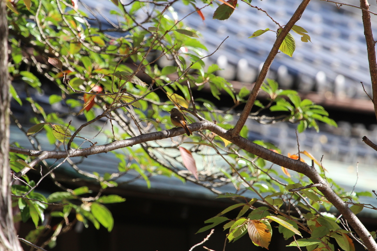 f:id:KEN-S:20201128161256j:plain