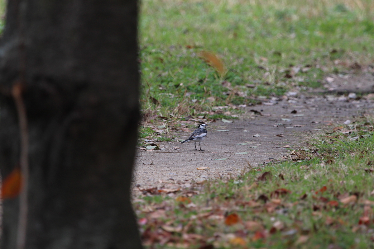 f:id:KEN-S:20201128161334j:plain