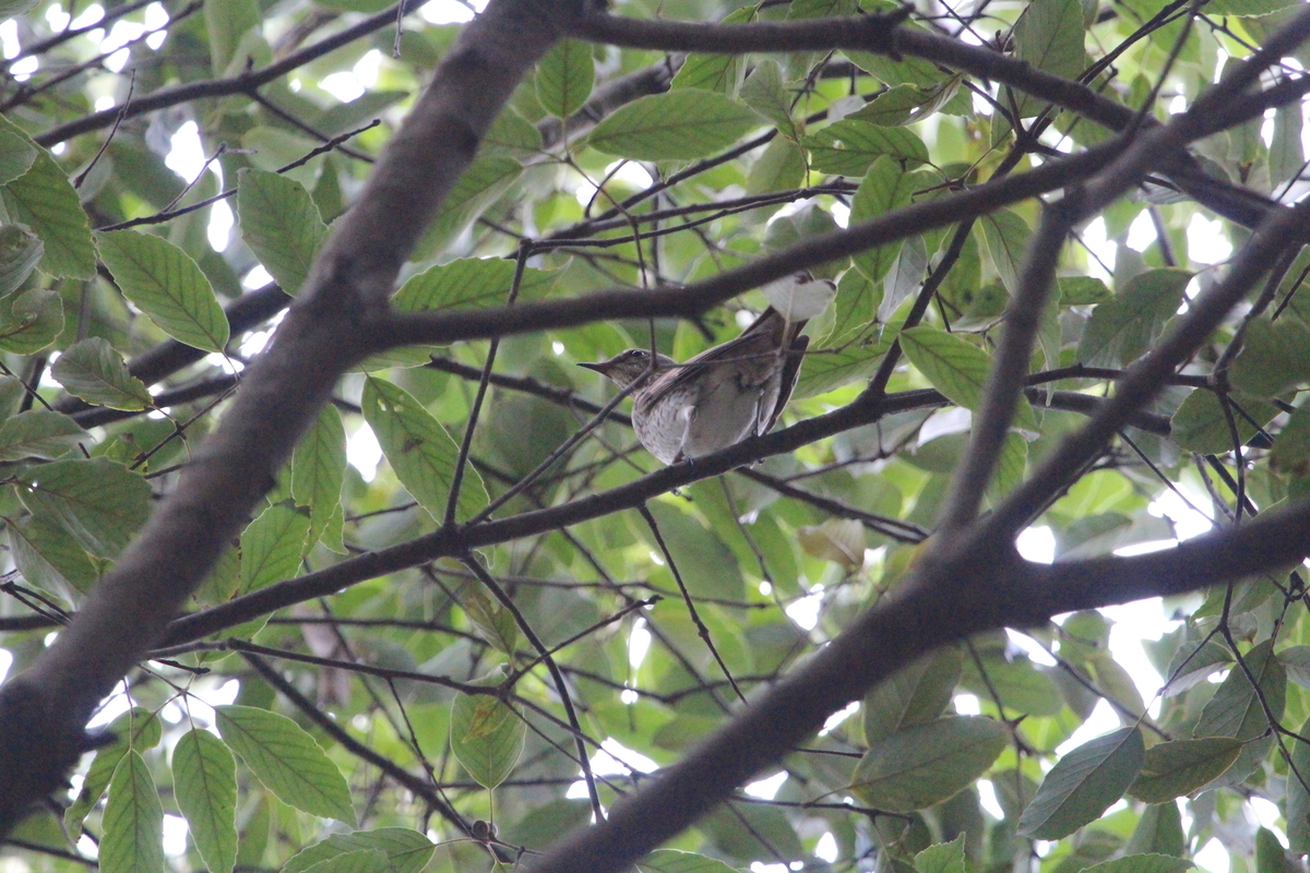 f:id:KEN-S:20201128161411j:plain