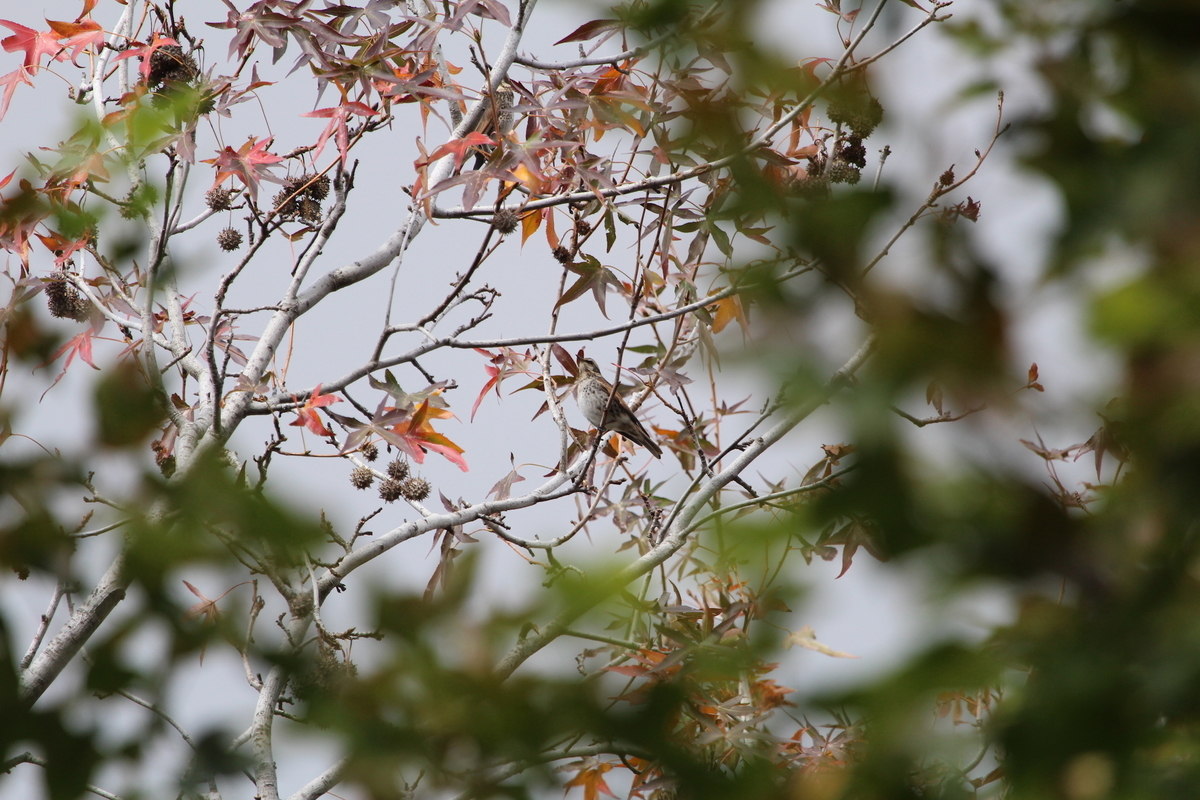 f:id:KEN-S:20201128161424j:plain