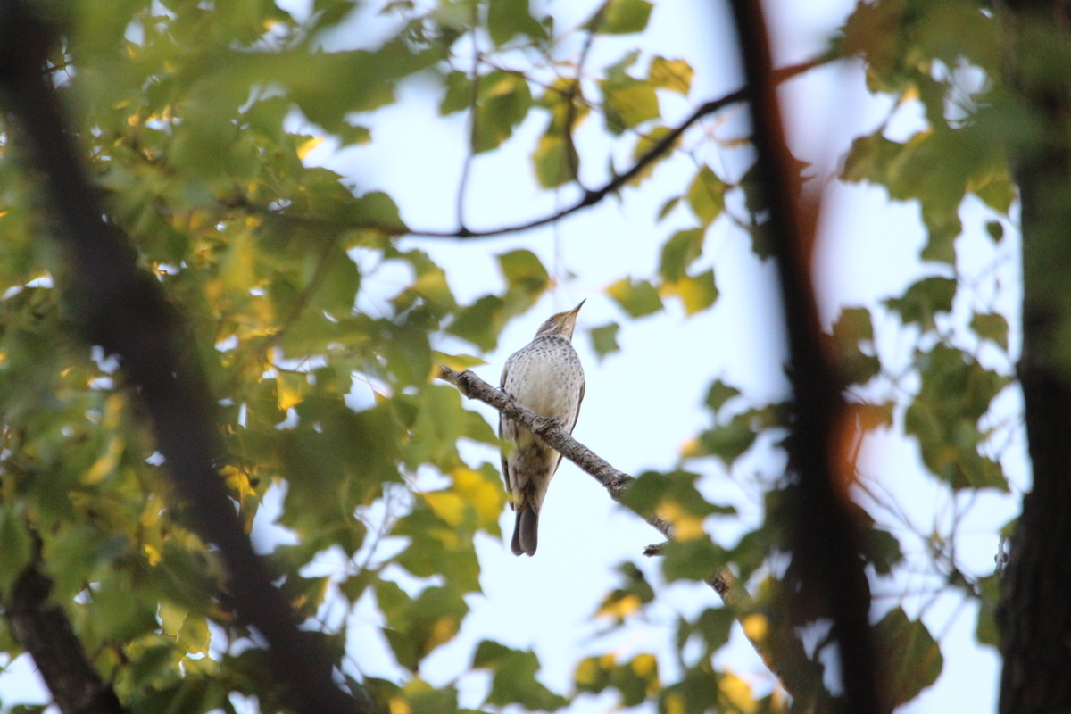 f:id:KEN-S:20201205172832j:plain