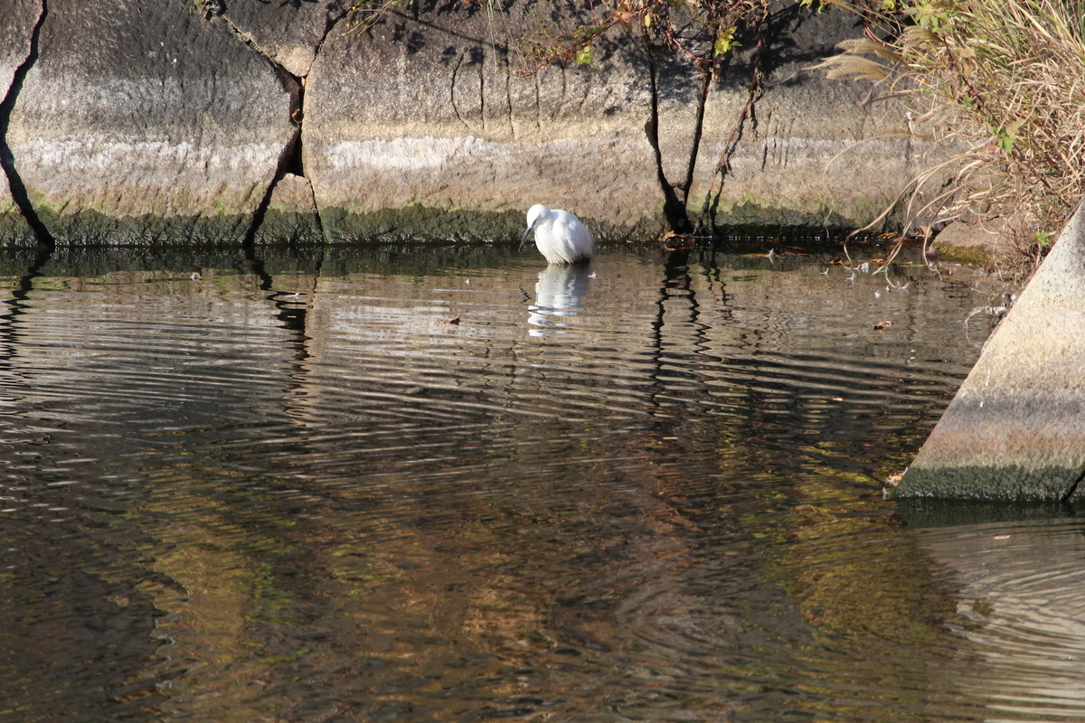 f:id:KEN-S:20201205173042j:plain