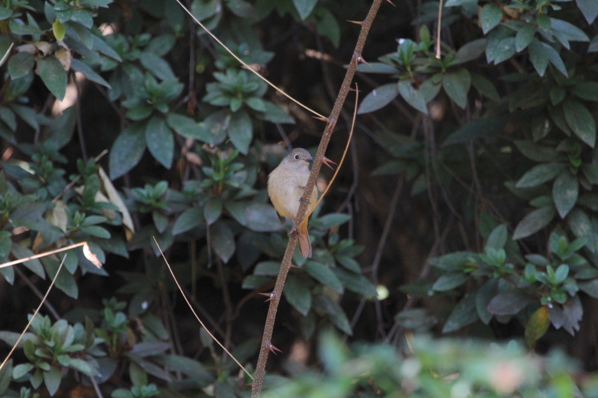 f:id:KEN-S:20201205173131j:plain
