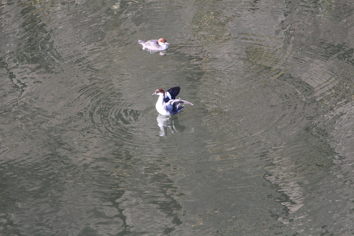 f:id:KEN-S:20201205173218j:plain