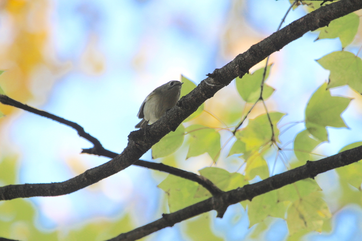 f:id:KEN-S:20201205173420j:plain