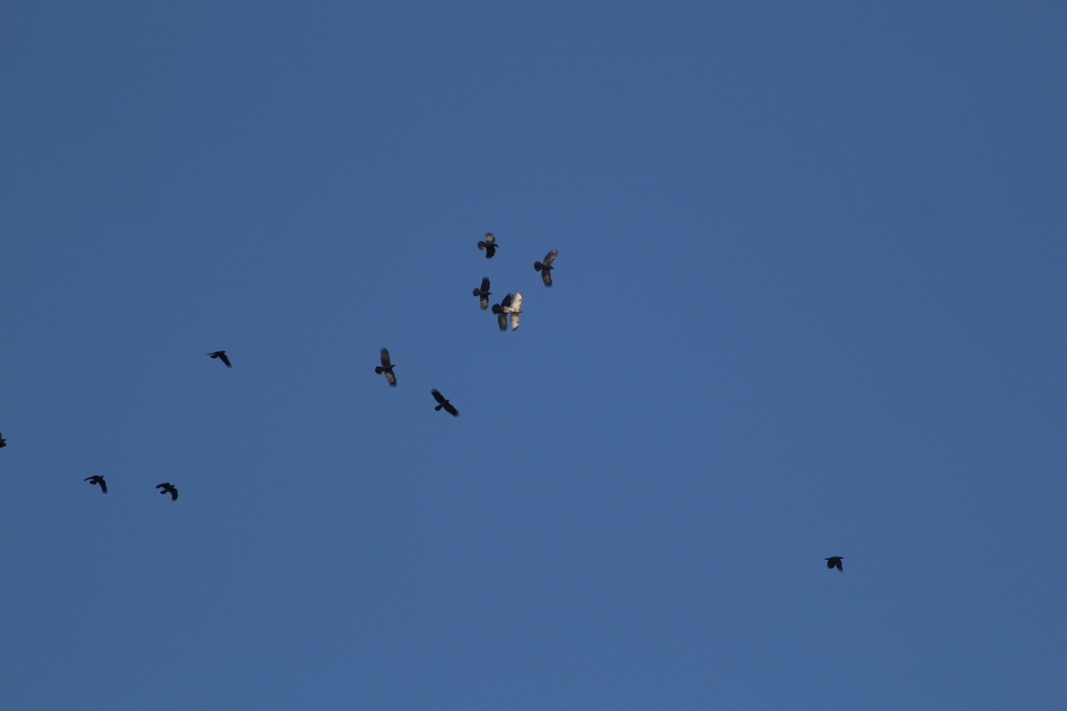 f:id:KEN-S:20201205173452j:plain