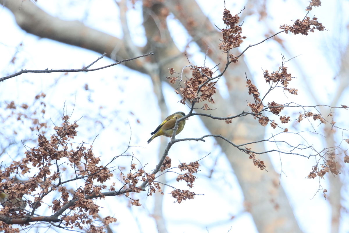 f:id:KEN-S:20201231155653j:plain